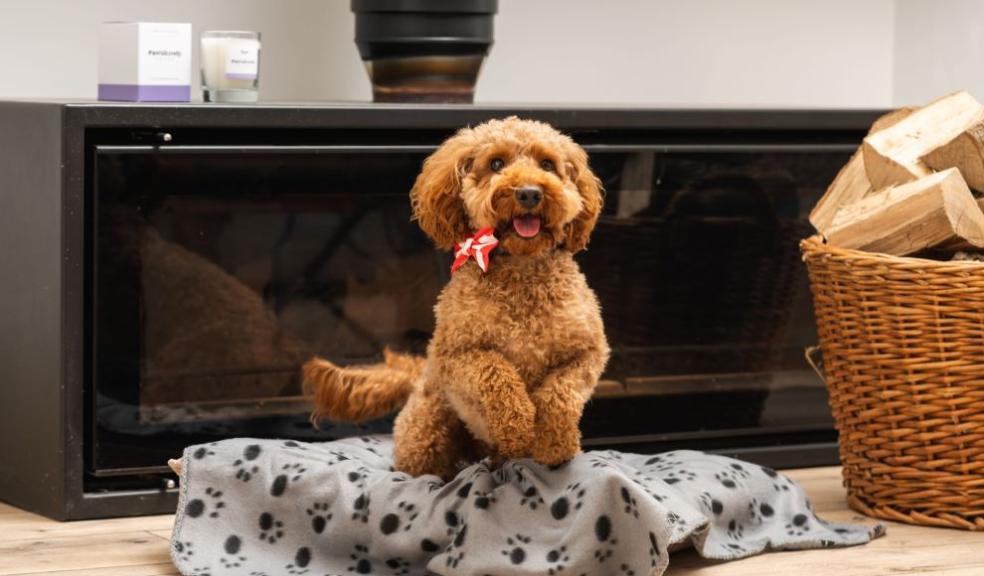 Company launches Pawsitively Fresh candle to mask the smell of wet dog Your Pets Daily